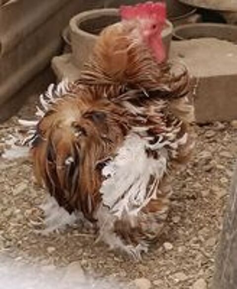   des petits coqs et poules naines 
