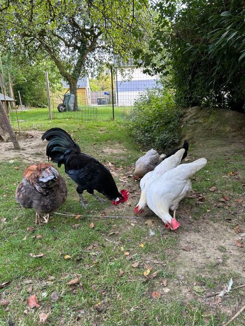 Coqs Gaulois noirs pure race 10 35330 Bovel