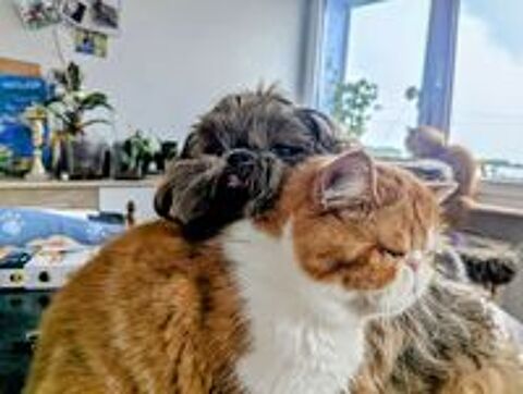   Chaton m�le exotic shortair LOOF  