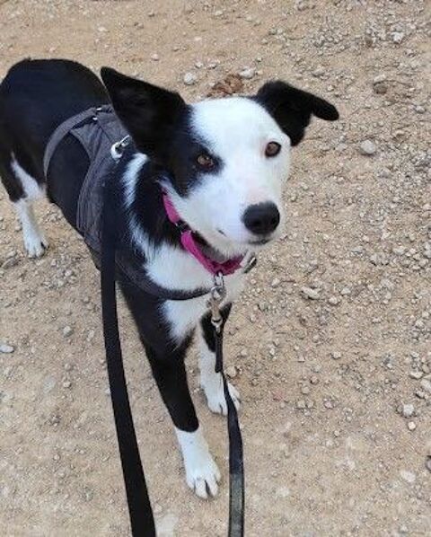 LETA🌸 5 ans magnifique crois&eacute;e border 315 24140 Douville