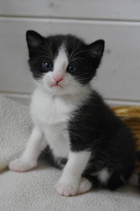 ADORABLES CHATONS UNE FEMELLE ET UN MALE 0 93140 Bondy
