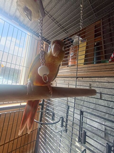 Conures 150 03130 Le pin