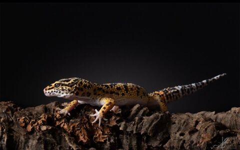 Gecko leopard 120 49122 Le may-sur-�vre