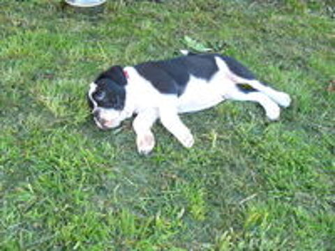   CHIOTS BULLDOG CONTINENTAL  