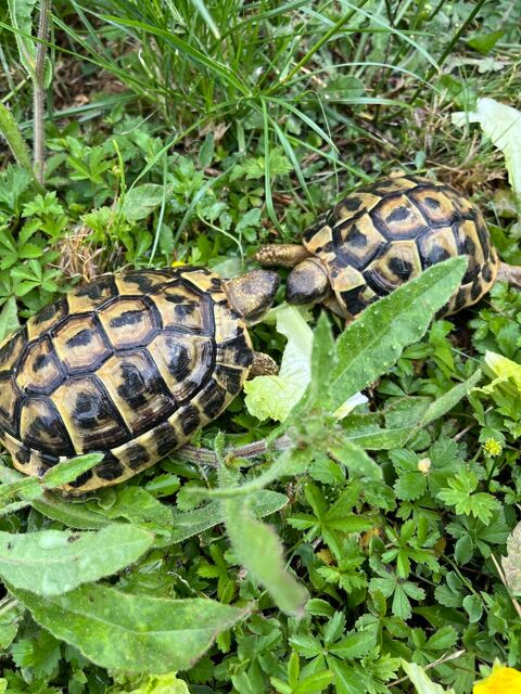 tortue de terre grecqua/ herman 100 77130 Montereau-fault-yonne