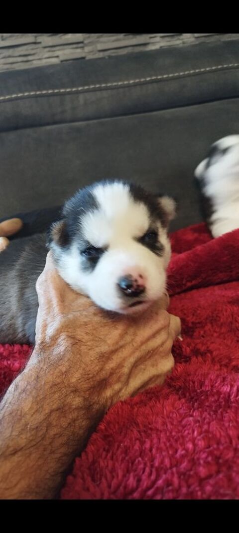 Chiots Huskys  renseignements au 0650891761 650 33860 Marcillac