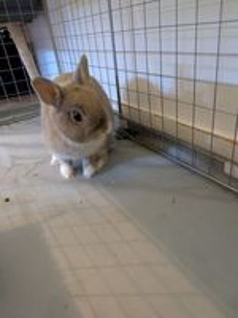   BULLE, adorable lapereau nain � adopter via l'association UMA 