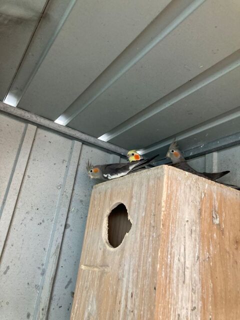 Perruche calopsite deux m&acirc;les et trois femelles n&eacute;s en 2025 30 35600 Redon