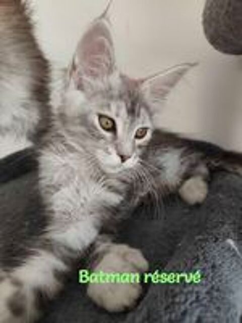   Chatons Maine coon LOOF Lignée Shaded 