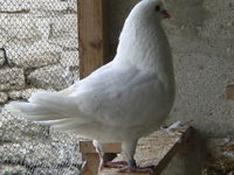   Pigeons reproducteurs hubbell blanc  