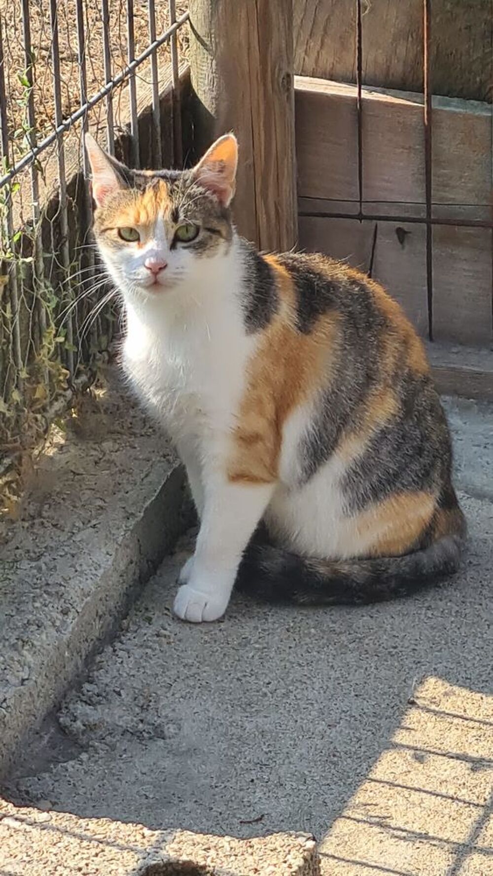   VALENTINE minette tricolore 2 ans 