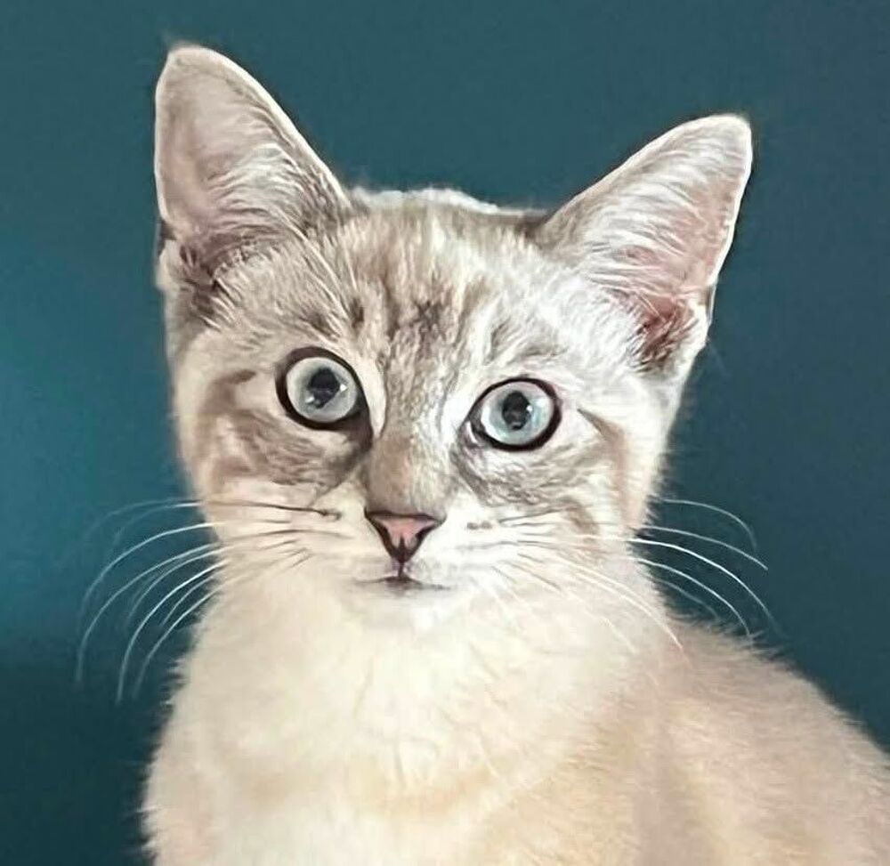   Booba, affectueux chaton blanc et crème 