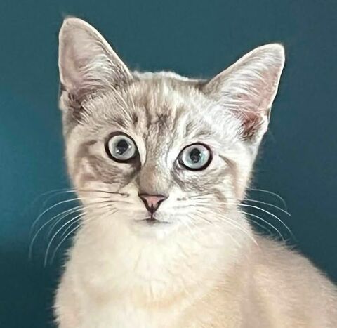 Booba, affectueux chaton blanc et cr&egrave;me 99 50330 Théville