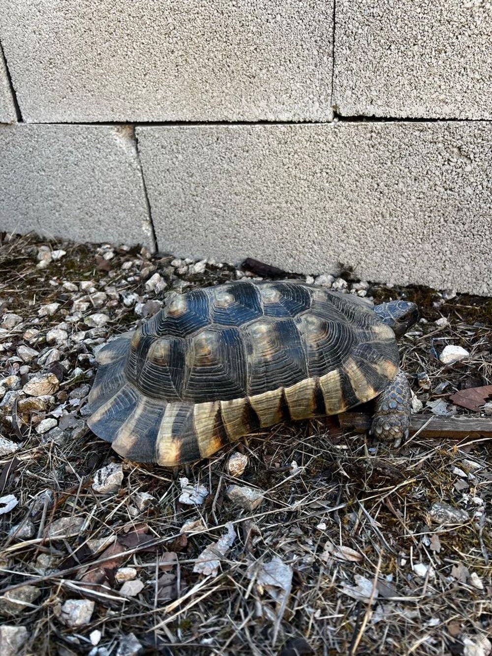 tortue m&acirc;le marginata Jardin