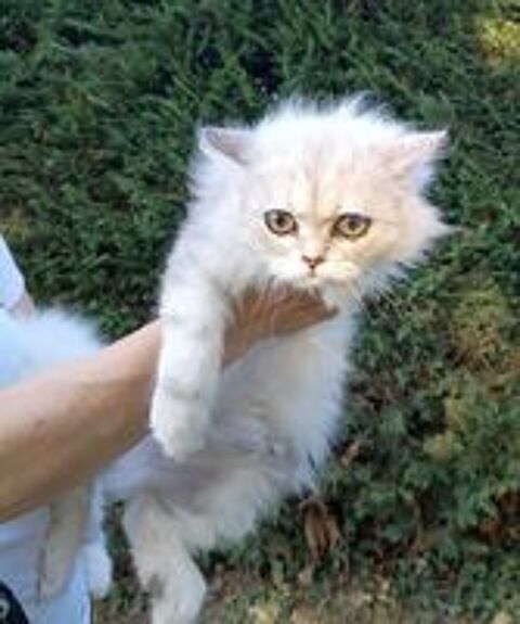   Chatons Persans 