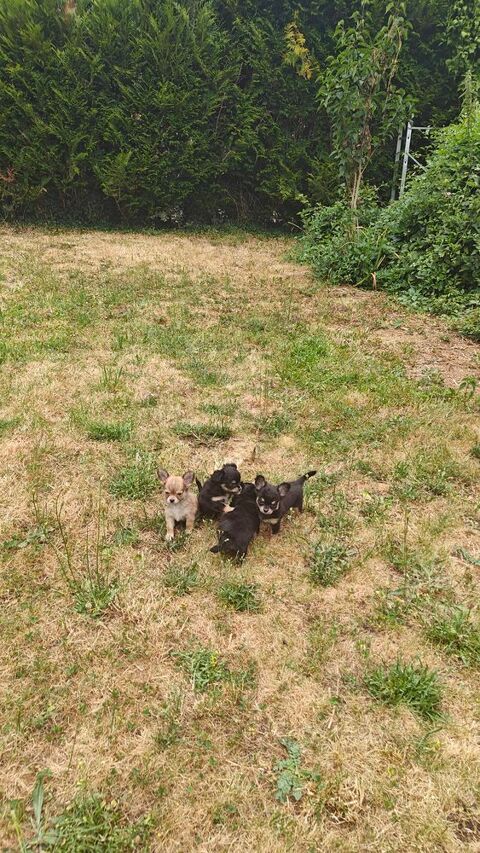 Mini chiots chihuahuas LOFS 1150 95000 Cergy