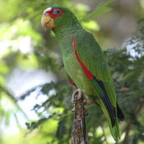 Couple d Amazone a front blanc 1600 13380 Plan-de-cuques