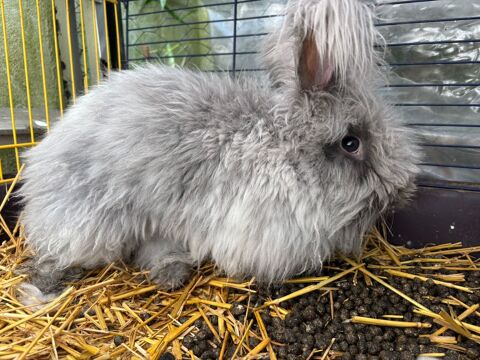 angora anglais 0 94600 Choisy-le-roi