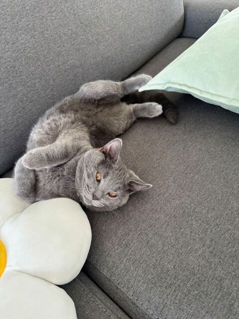 Chartreux mâle sevré 1000 78690 Les essarts-le-roi