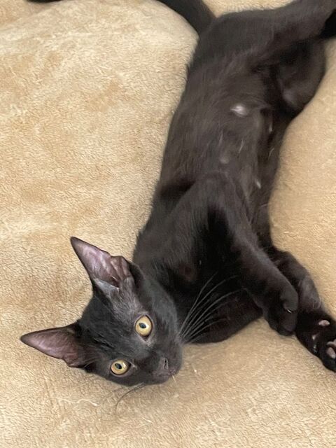 Chaton femelle 0 91600 Savigny-sur-orge