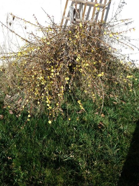 arbuste: jasmin d'hiver Saint-Andr�-d'Apchon (42)