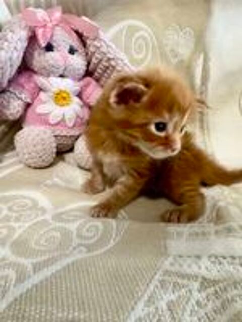   Magnifiques chatons Maine Coon 