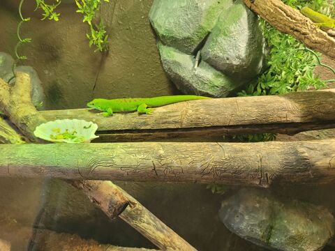 gecko geant Madagascar 150 70230 Filain