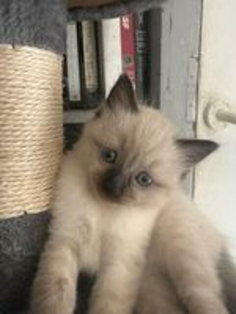   Magnifique chaton ragdoll 
