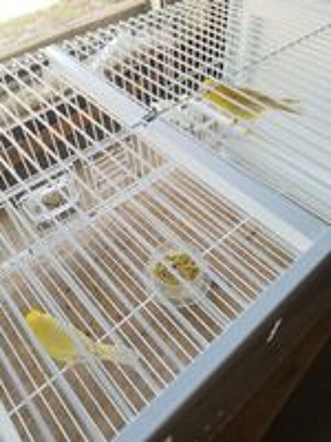   Canaris  