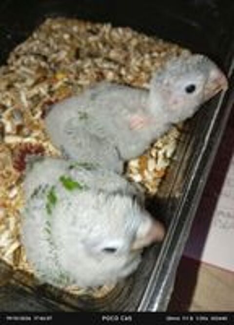   Bébés conure eam 