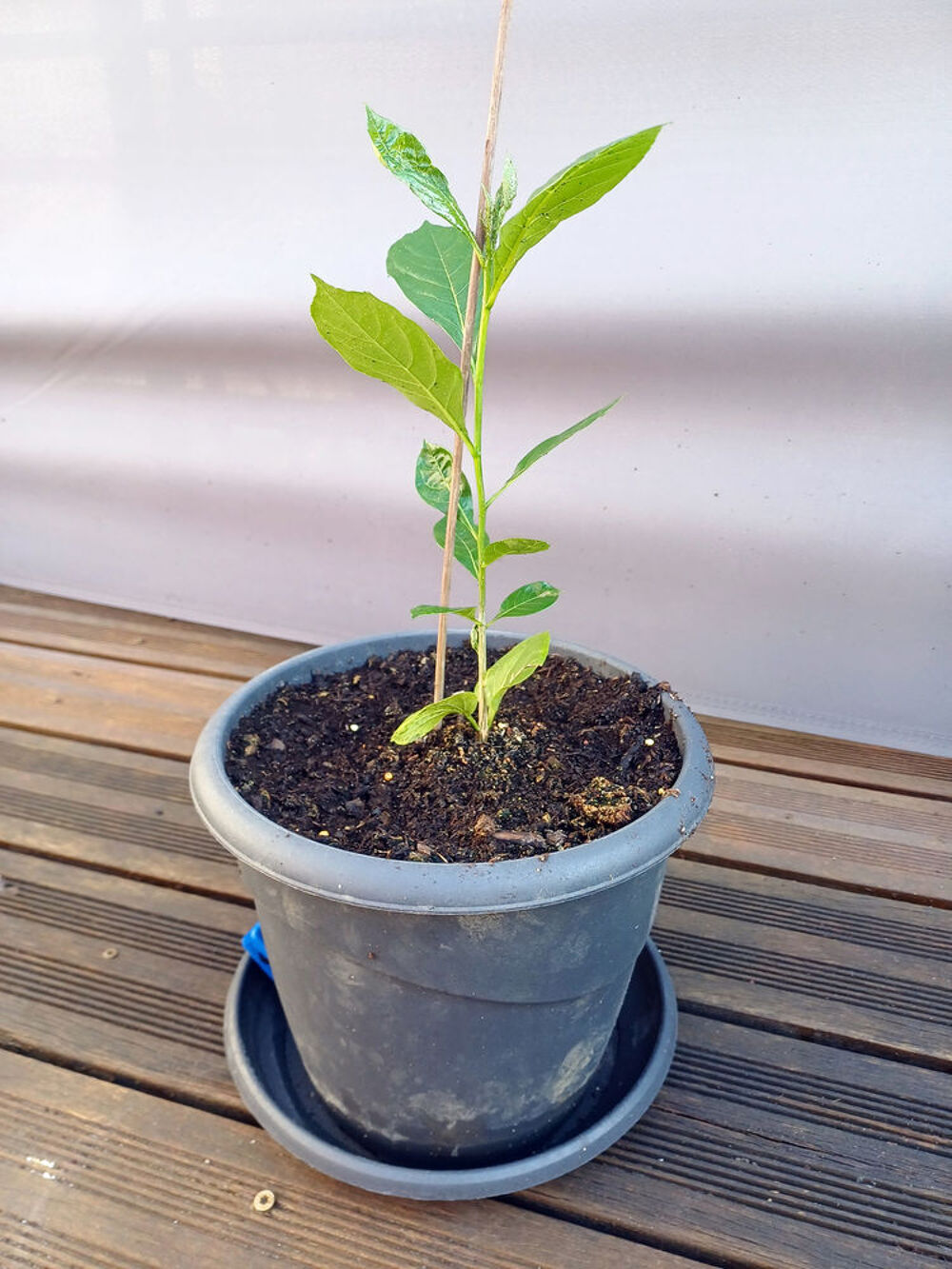 Somptueux BAOBAB hauteur 47cm Jardin