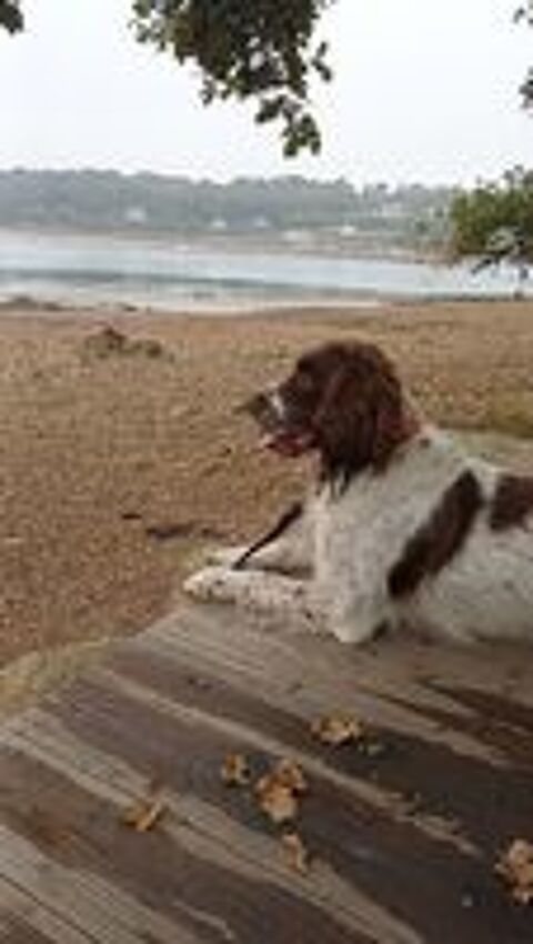   Chien springer spaniel 
