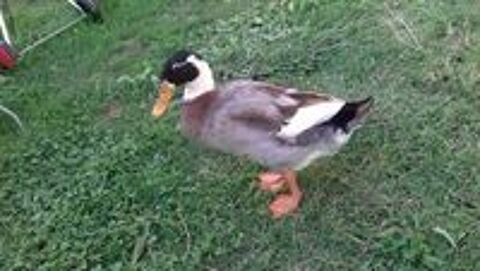   canard ornement 