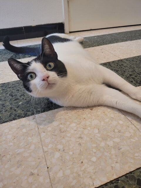 ALARIC, chat blanc et noir, 1 an 100 34500 Bziers