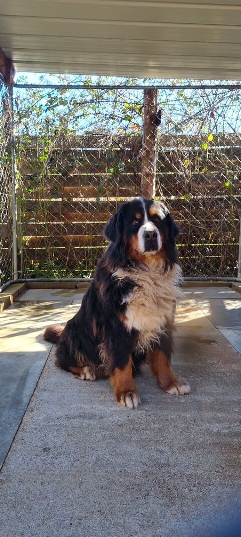 Femelle bouvier bernois 8 ans 0 45230 La bussi�re