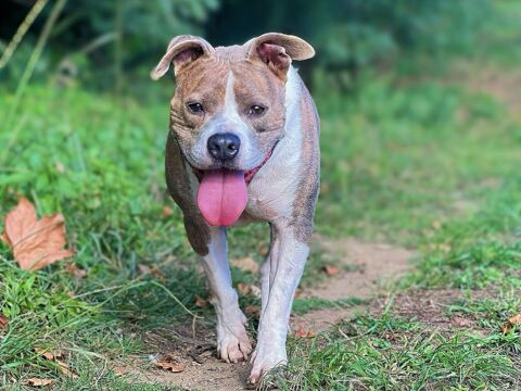 Shark, staff 8 ans LOF 0 81200 Aussillon