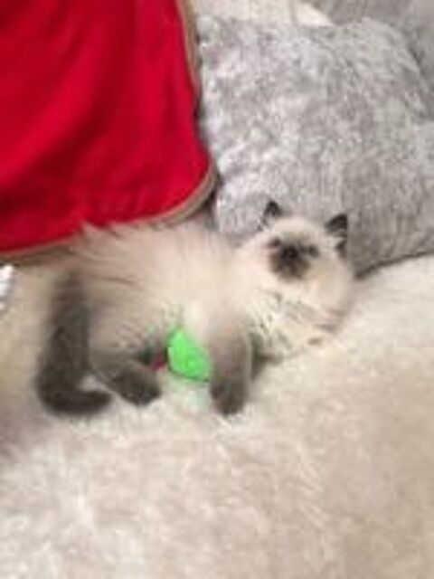   Superbe Chatons Sacré de Birmanie  