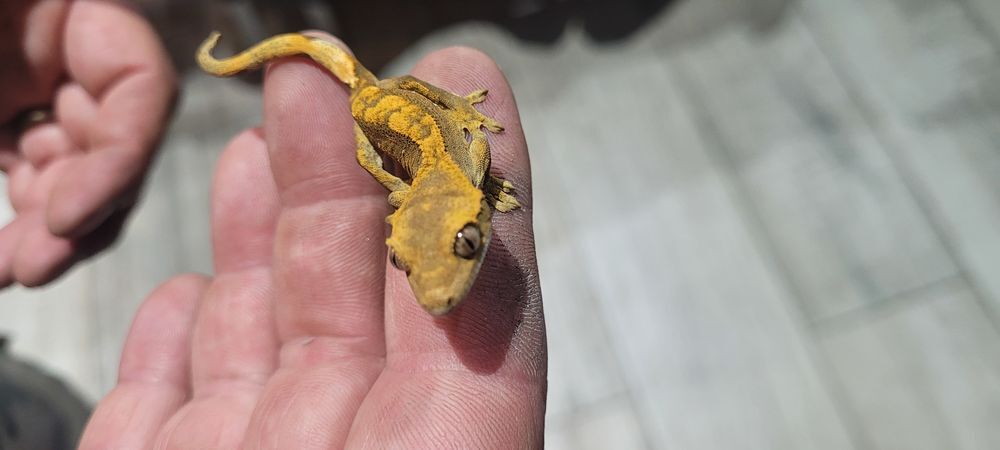   gecko a crête 