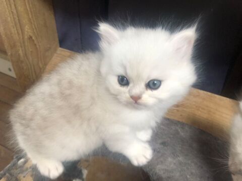 CHATONS PERSANS 690 44670 La chapelle-glain