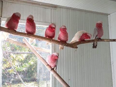 Cacato&egrave;s Rosalbin 2025 800 47430 Caumont-sur-garonne