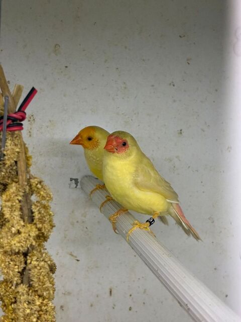 RUFICAUDA JAUNE 150 78130 Les mureaux