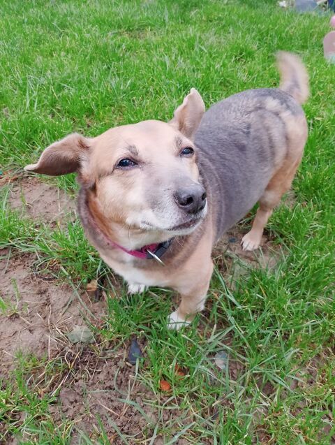 KYLIE x teckel basset 11 ans 80 37000 Tours