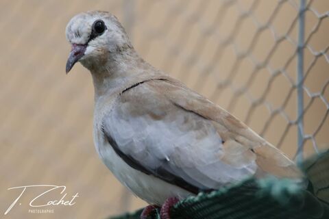 Tourterelle masque de fee 0 31220 Le plan