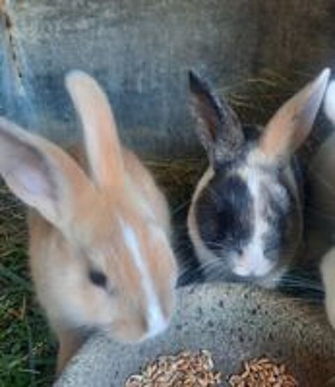   Lapins nains 