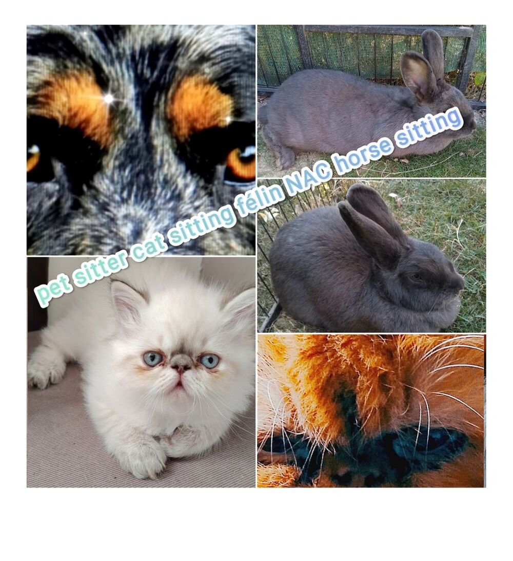   Pet sitter cat sitter horse sitting et NAC  