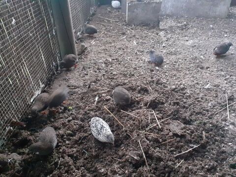 Cailles de Chine 10 77400 Saint-thibault-des-vignes