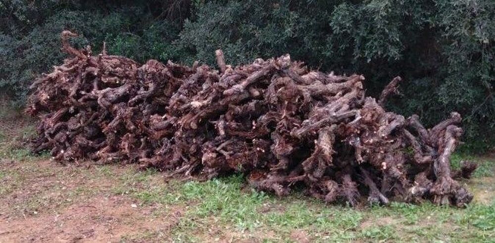 Souches de vigne Jardin