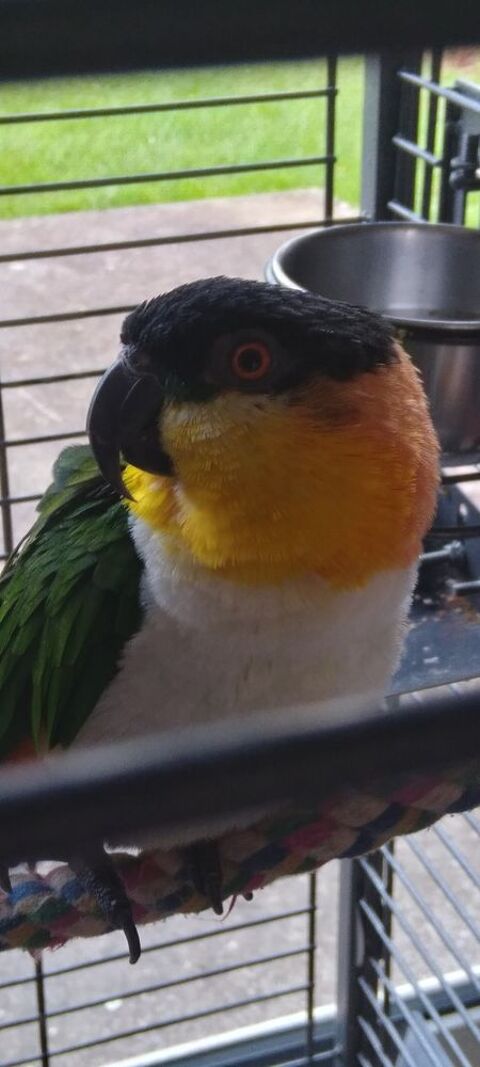 perroquet ca&iuml;que &agrave; t&ecirc;te noir avec sa grande cage  850 80300 Mametz