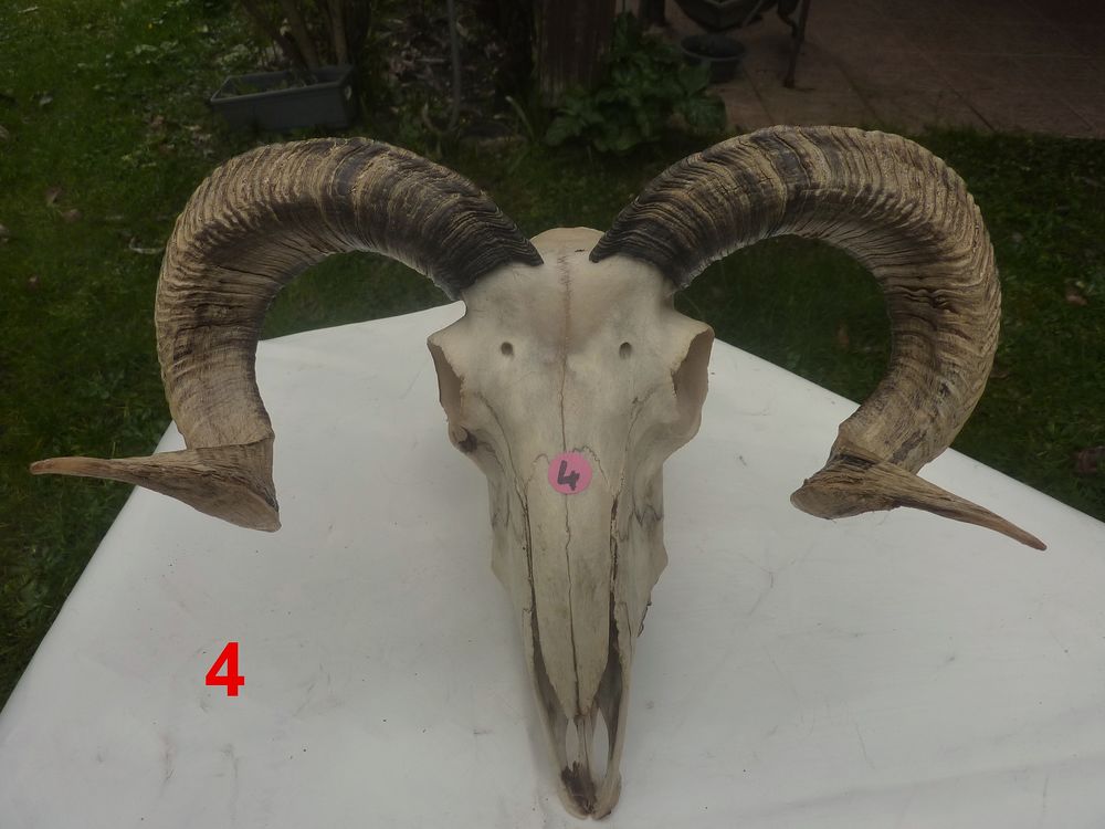 Cr&acirc;nes Ovin et d'antilope Springbock Décoration