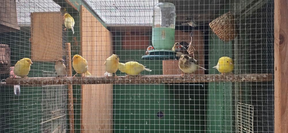   Canari 